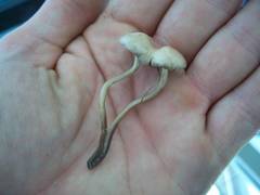 Panaeolus subbalteatus