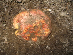 Butyriboletus primiregius