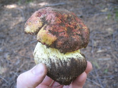 Butyriboletus primiregius