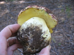 Butyriboletus primiregius