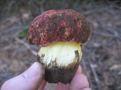 Butyriboletus primiregius