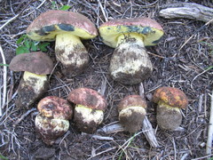 Butyriboletus primiregius