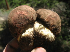 Butyriboletus primiregius