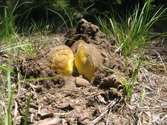 Butyriboletus primiregius