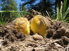 Butyriboletus primiregius