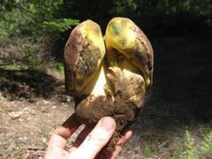 Butyriboletus primiregius