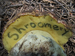 Butyriboletus primiregius