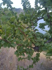 Leuenbergeria guamacho