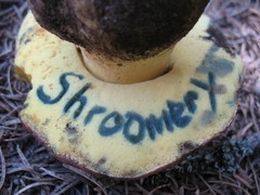 Butyriboletus primiregius