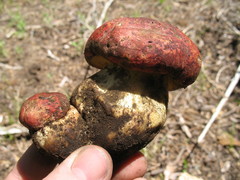 Butyriboletus primiregius