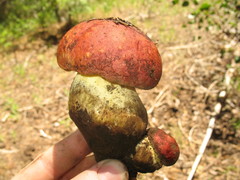 Butyriboletus primiregius