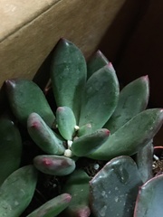 Pachyphytum