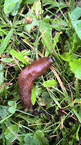 Arion vulgaris