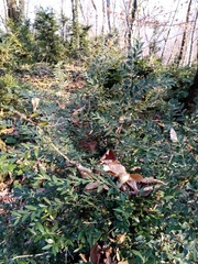 Buxus colchica