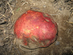 Butyriboletus primiregius