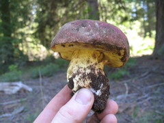 Butyriboletus primiregius