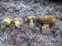 Butyriboletus primiregius