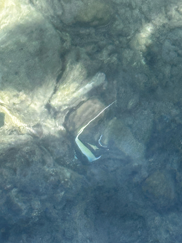 Zanclus cornutus