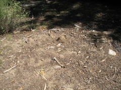 Butyriboletus primiregius