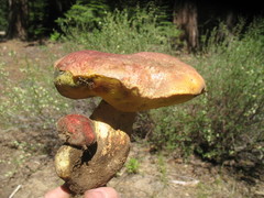 Butyriboletus primiregius