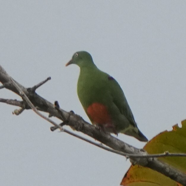 Orange-bellied Fruit Dove (Ptilinopus iozonus), photo 3