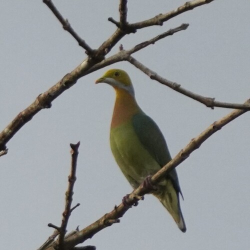 Pink-spotted Fruit Dove (Ptilinopus perlatus), photo 5