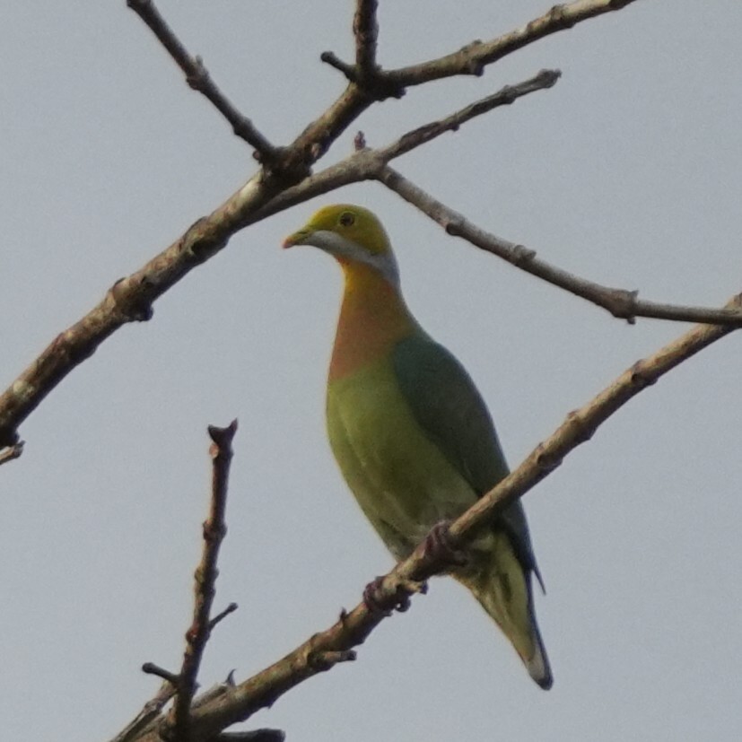 Pink-spotted Fruit Dove (Ptilinopus perlatus), photo 3