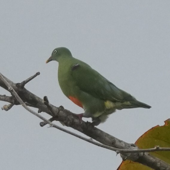 Orange-bellied Fruit Dove (Ptilinopus iozonus), photo 6
