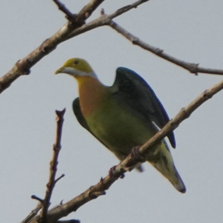 Pink-spotted Fruit Dove (Ptilinopus perlatus), photo 4