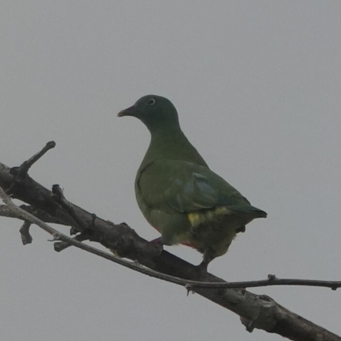 Orange-bellied Fruit Dove (Ptilinopus iozonus), photo 5