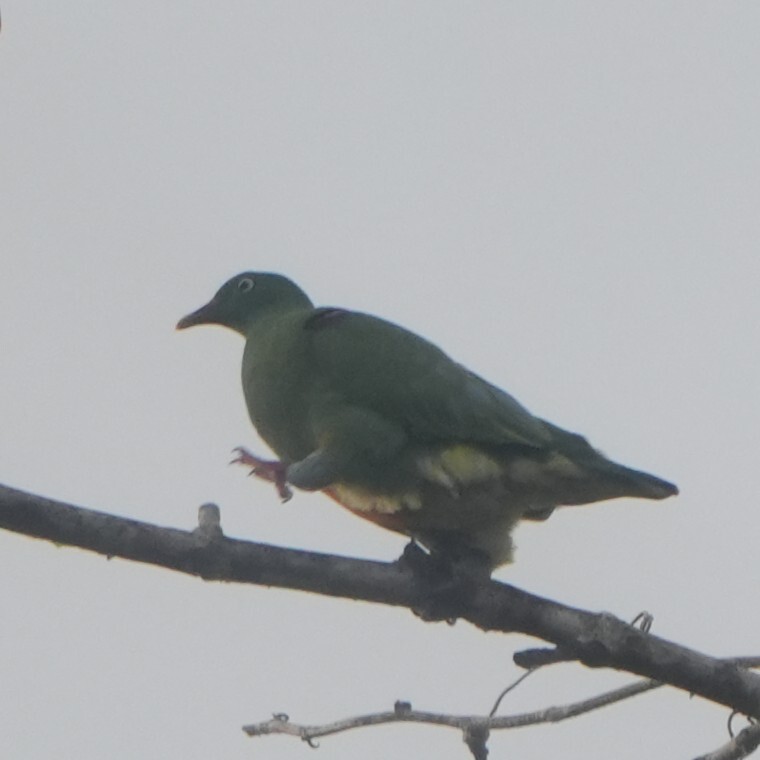 Orange-bellied Fruit Dove (Ptilinopus iozonus), photo 4