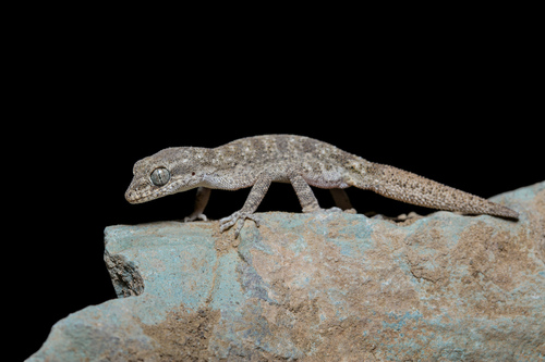 Kopet Dagh Bent-toed Gecko
