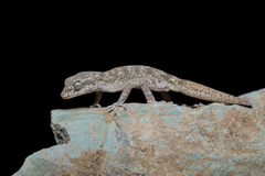 Kopet Dagh Bent-Toed Gecko photo 1