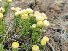 Psiadia callocephala