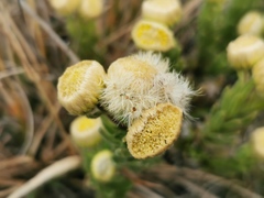 Psiadia callocephala