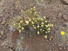 Psiadia callocephala