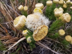 Psiadia callocephala