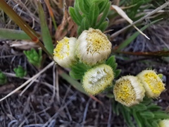 Psiadia callocephala