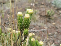 Psiadia callocephala