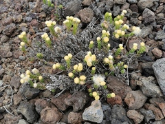 Psiadia callocephala