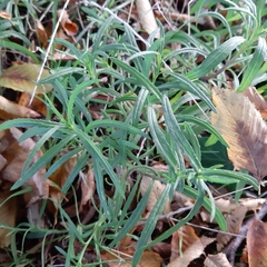 Senecio inaequidens