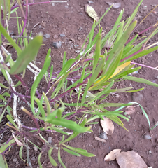 Sinapidendron angustifolium