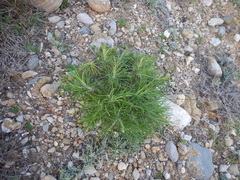 Ptilostemon chamaepeuce