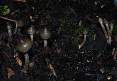 Psilocybe angulospora