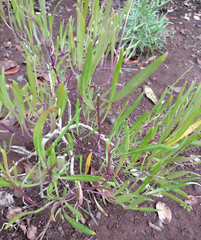 Sinapidendron angustifolium