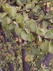 Leuenbergeria guamacho