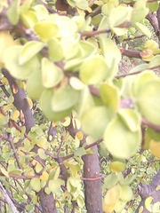 Leuenbergeria guamacho