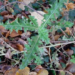 Cirsium arvense