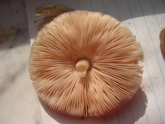 Pluteus americanus