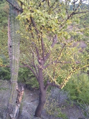 Leuenbergeria guamacho